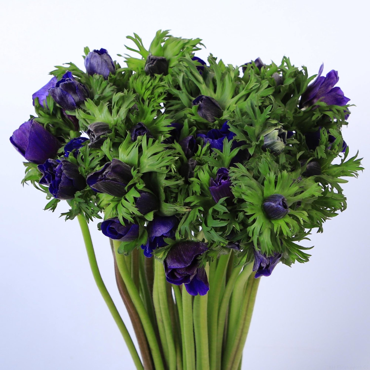 50x Anem.marianne blue 40cm