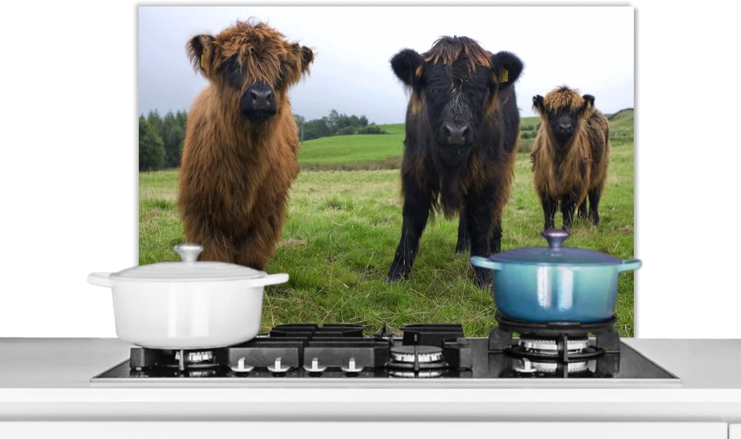 Spatscherm Keuken - 80x55 cm - Schotse hooglander - Koeien - Natuur - Groen - Gras