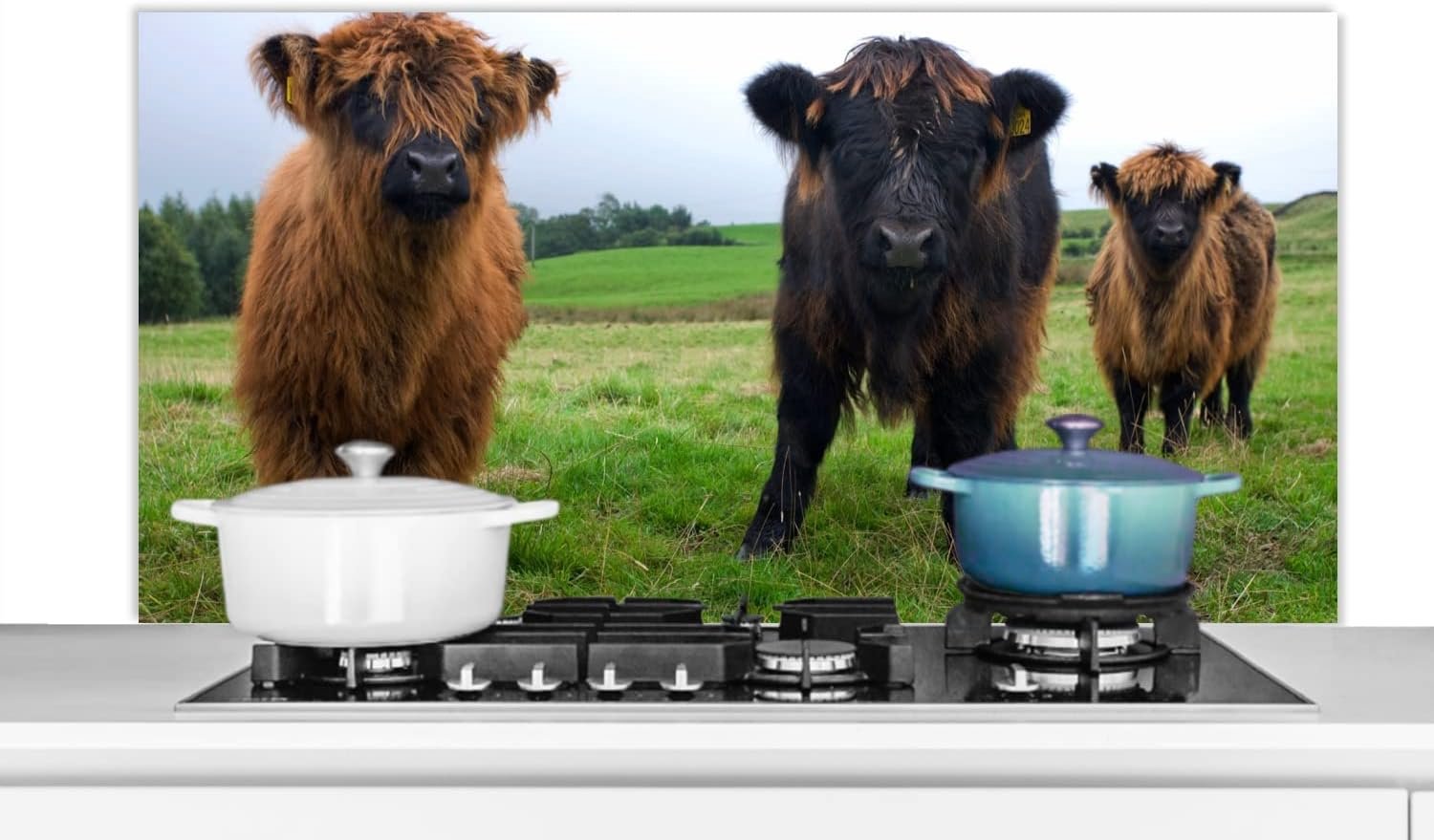 Spatscherm Keuken - 120x60 cm - Schotse hooglander - Koeien - Natuur - Groen - Gras