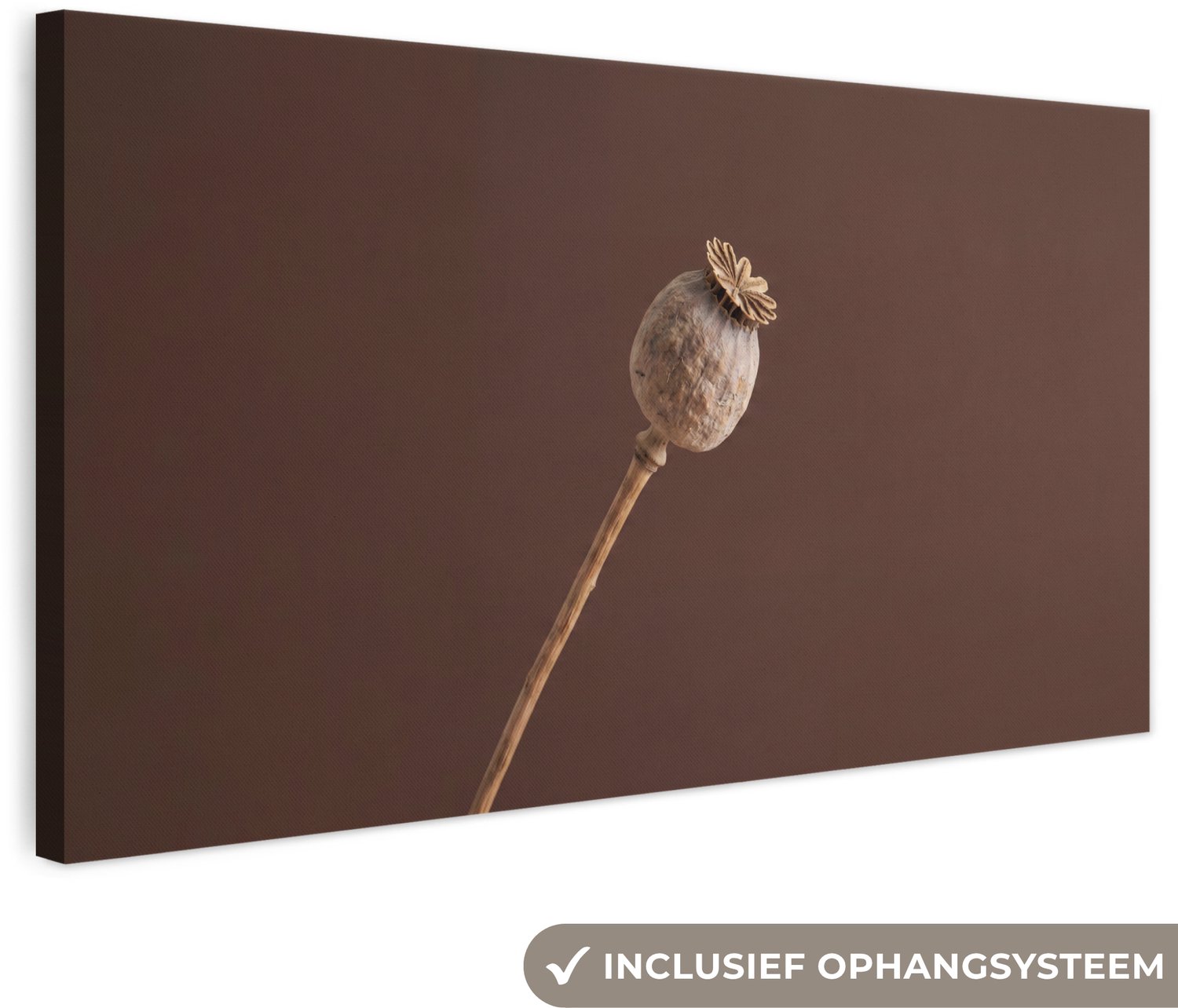 Canvas schilderij 160x80 cm - Exclusieve wanddecoratie Papaverbol - Droogbloem - Bruin - Minimalistisch - Muurdecoratie woonkamer - Slaapkamer decoratie - Kamer accessoires - Schilderijen op canvas groot XXL