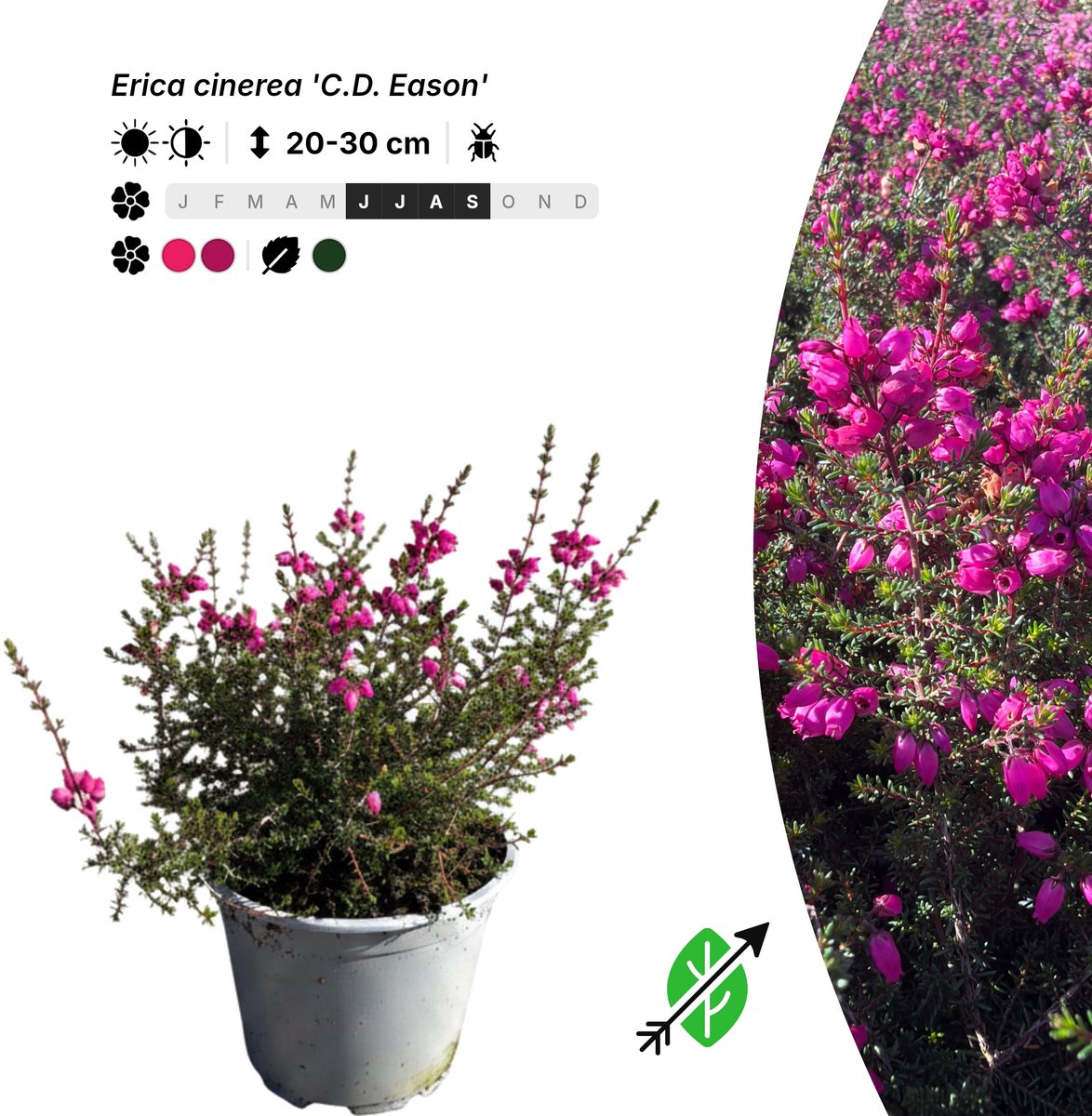 Singleplants - 6x Erica cinerea 'C.D. Eason' - Pot P10,5 - bodembedekker - winterhard tot -23°C
