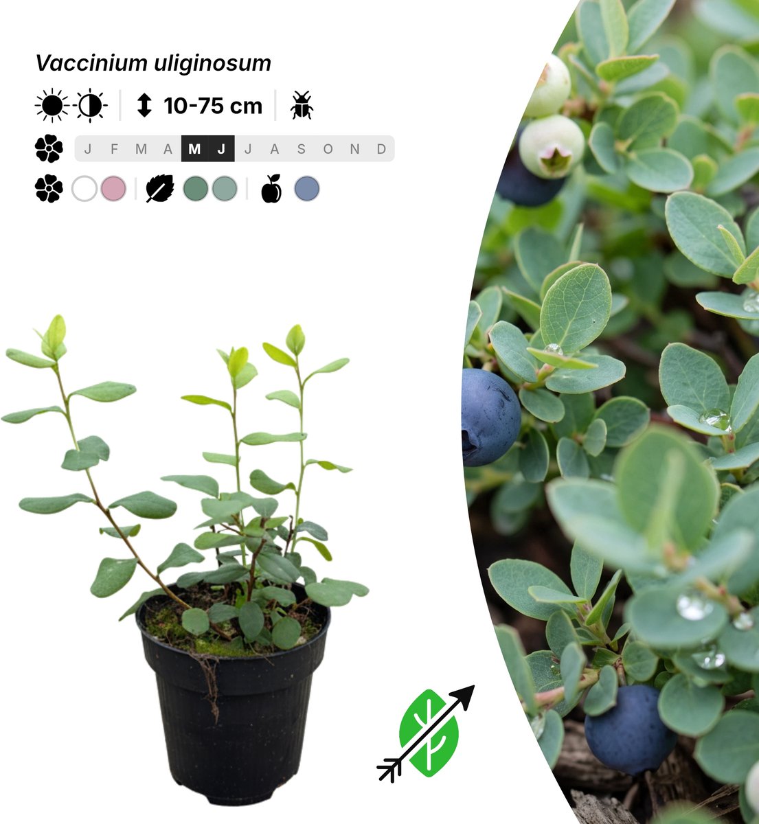 Singleplants - 20x Vaccinium uliginosum - Pot P9,5 - bodembedekker - winterhard tot -50°C