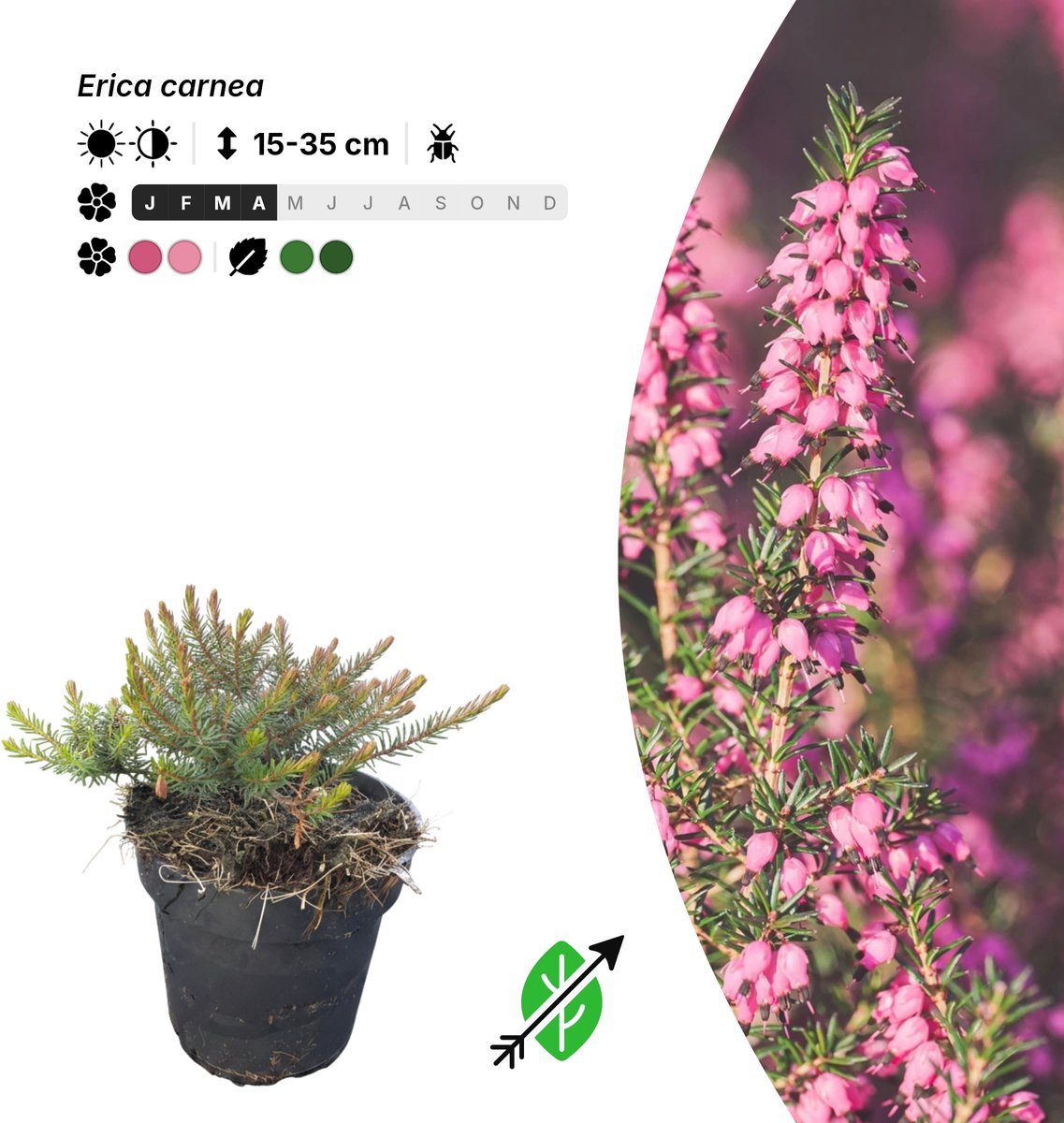Singleplants - 20x Erica carnea - Pot P9,5 - bodembedekker - winterhard tot -30°C