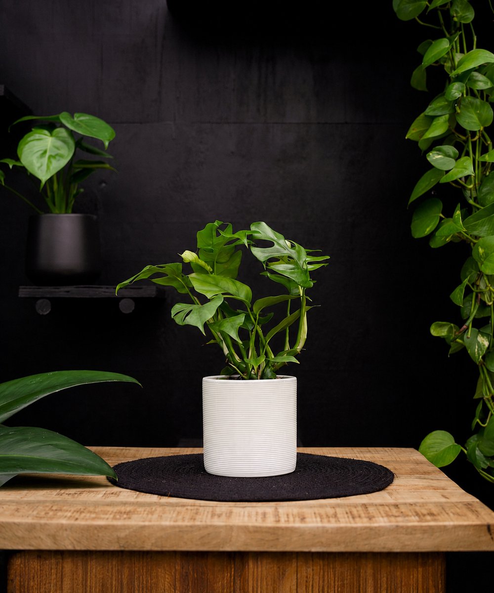 Monstera Minima | 30cm | met witte keramieken pot