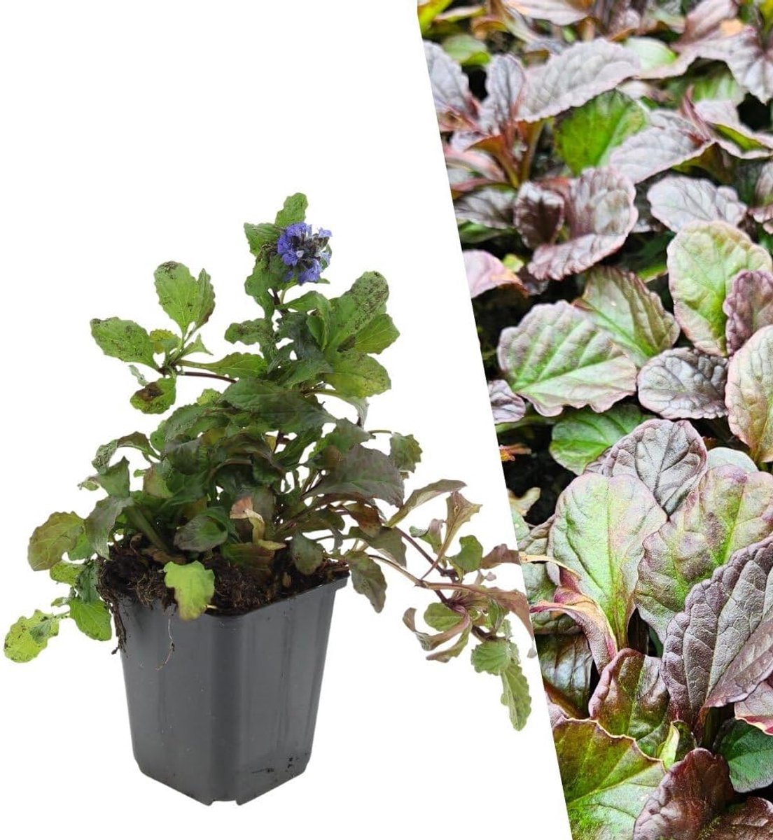By Frank 6x Ajuga Reptans, Kruipend Zenegroen Planten, Ø 9 cm
