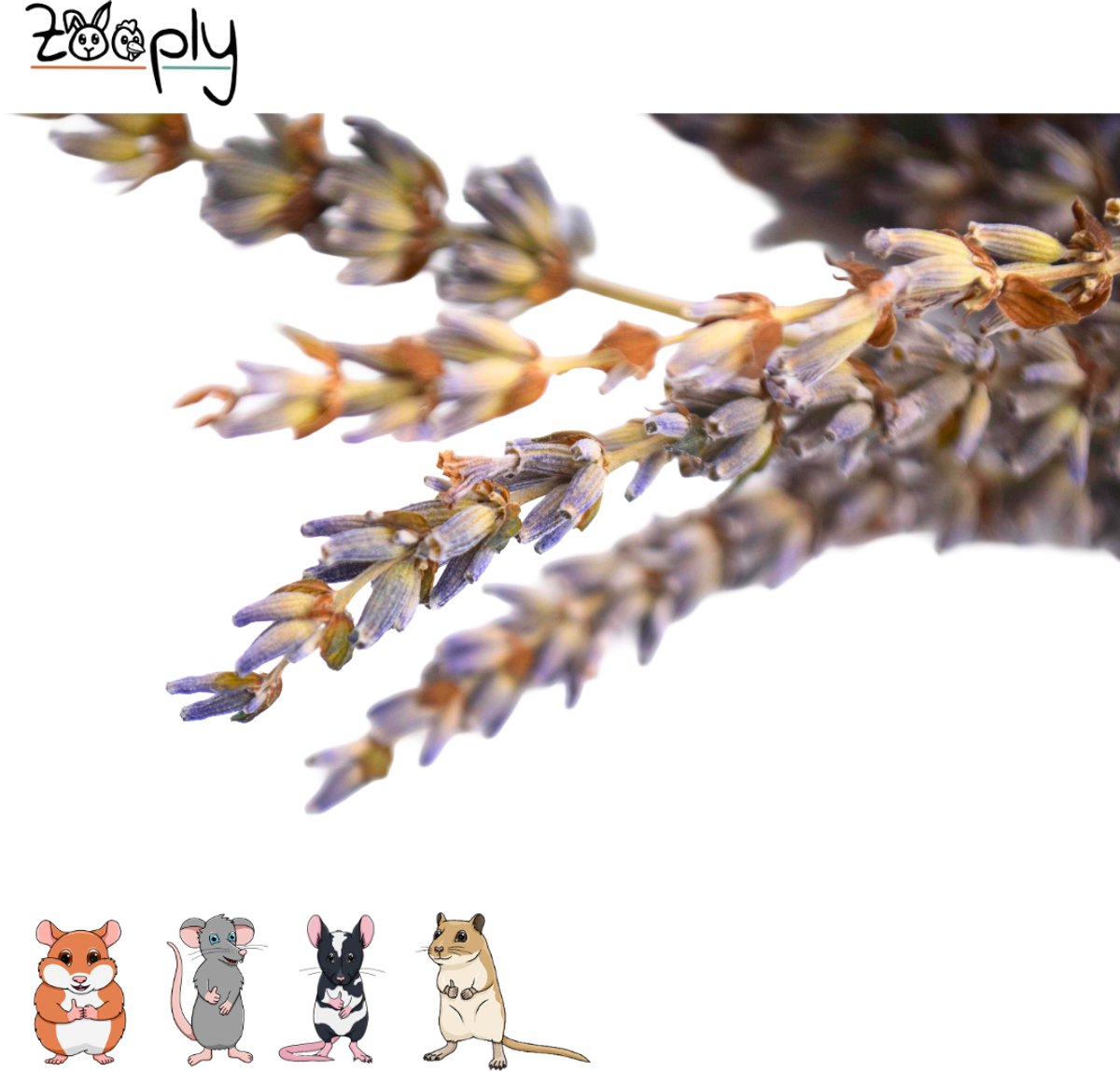 Zooply Lavendel - 70 gram - in koker