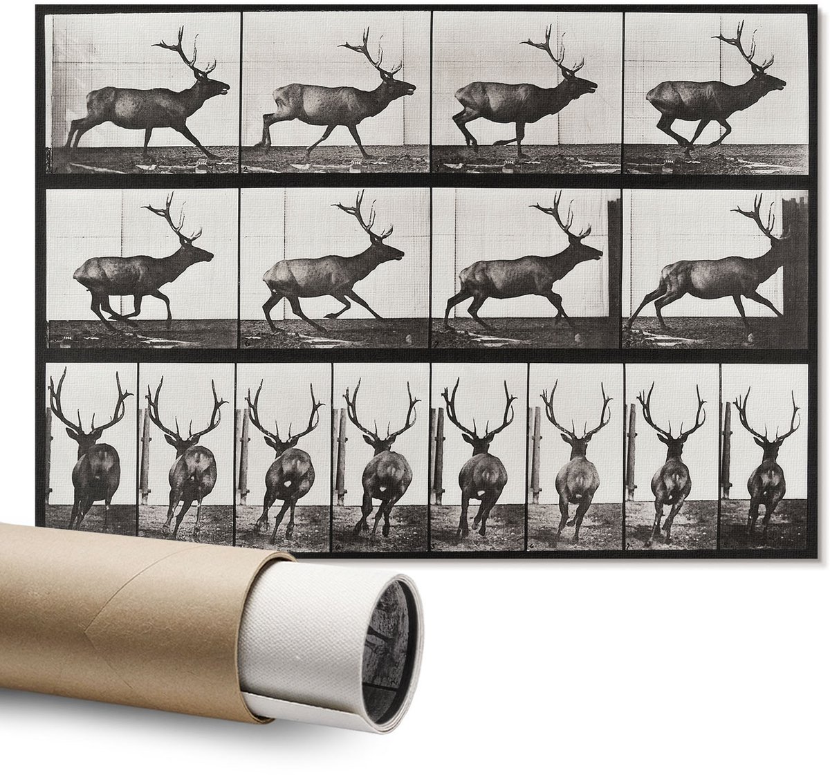Coloray Polycanvas Wandposter – Dierlijke Voortbeweging, Zwart – A1 – Grijs Decoratie – Rechthoek – Muurdecoratie – Kantoor – Modern
