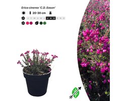 Singleplants - 20x Erica cinerea 'C.D. Eason' - Pot P9,5 - bodembedekker - winterhard tot -15°C
