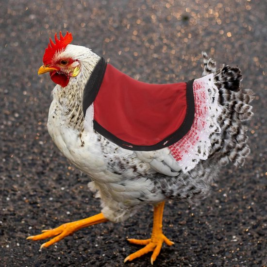 2 Stuks Verstelbare Kippenzadel Schort Universele Hen Vest Rugbeschermer voor Diverse Rassen Herbruikbare Gevogelte voor Bescherming van Vleugels Rug in Kippenhok — afbeelding 4
