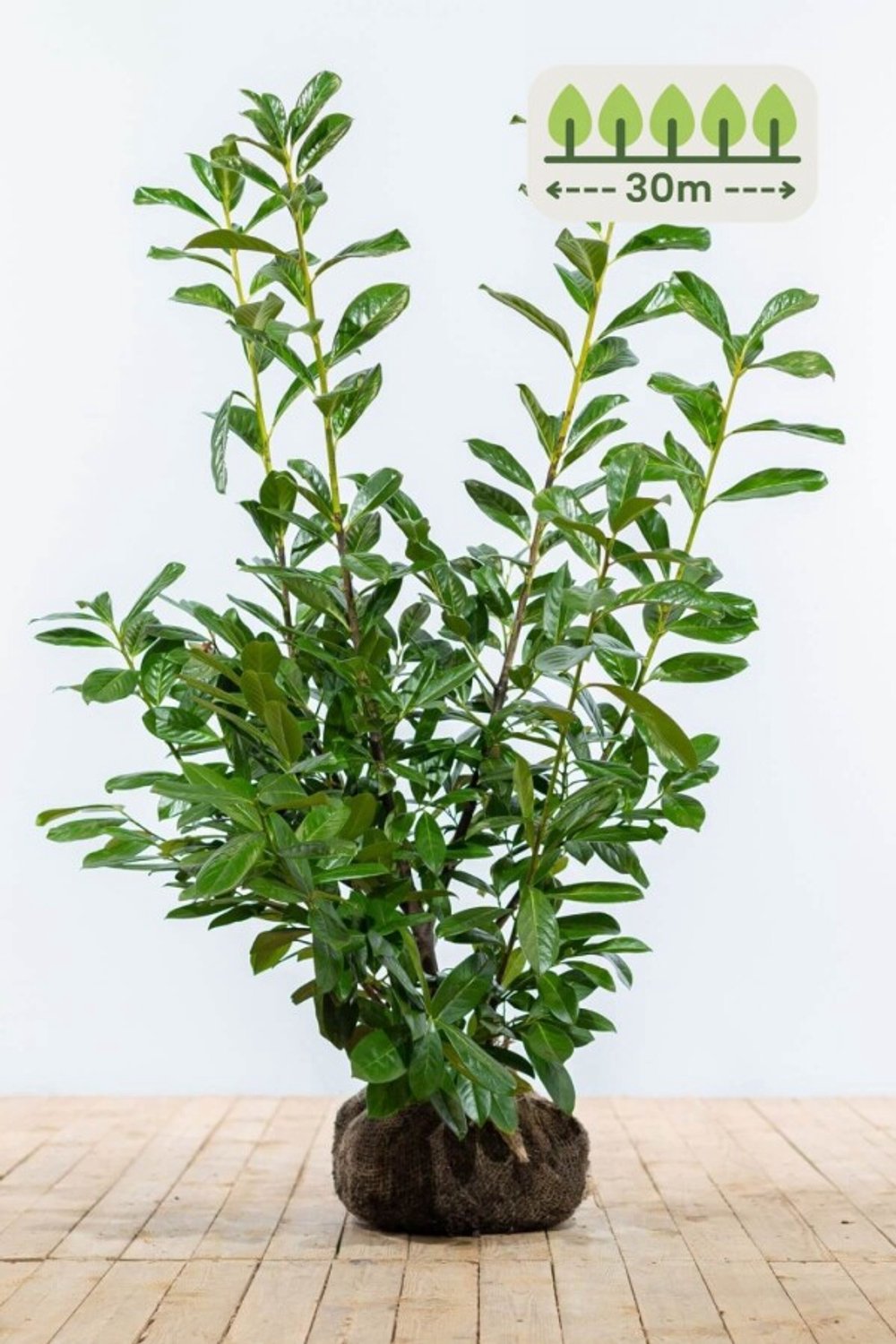 Laurier 'Novita' 100-125 cm voor 30 meter - 75st. Prunus laurocerasus 'Novita'