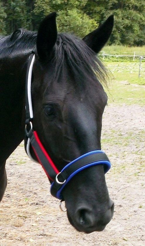 Stabiele Tricolor XXL Halster voor Paarden Stabiele Tricolor XXL Halster voor Paarden