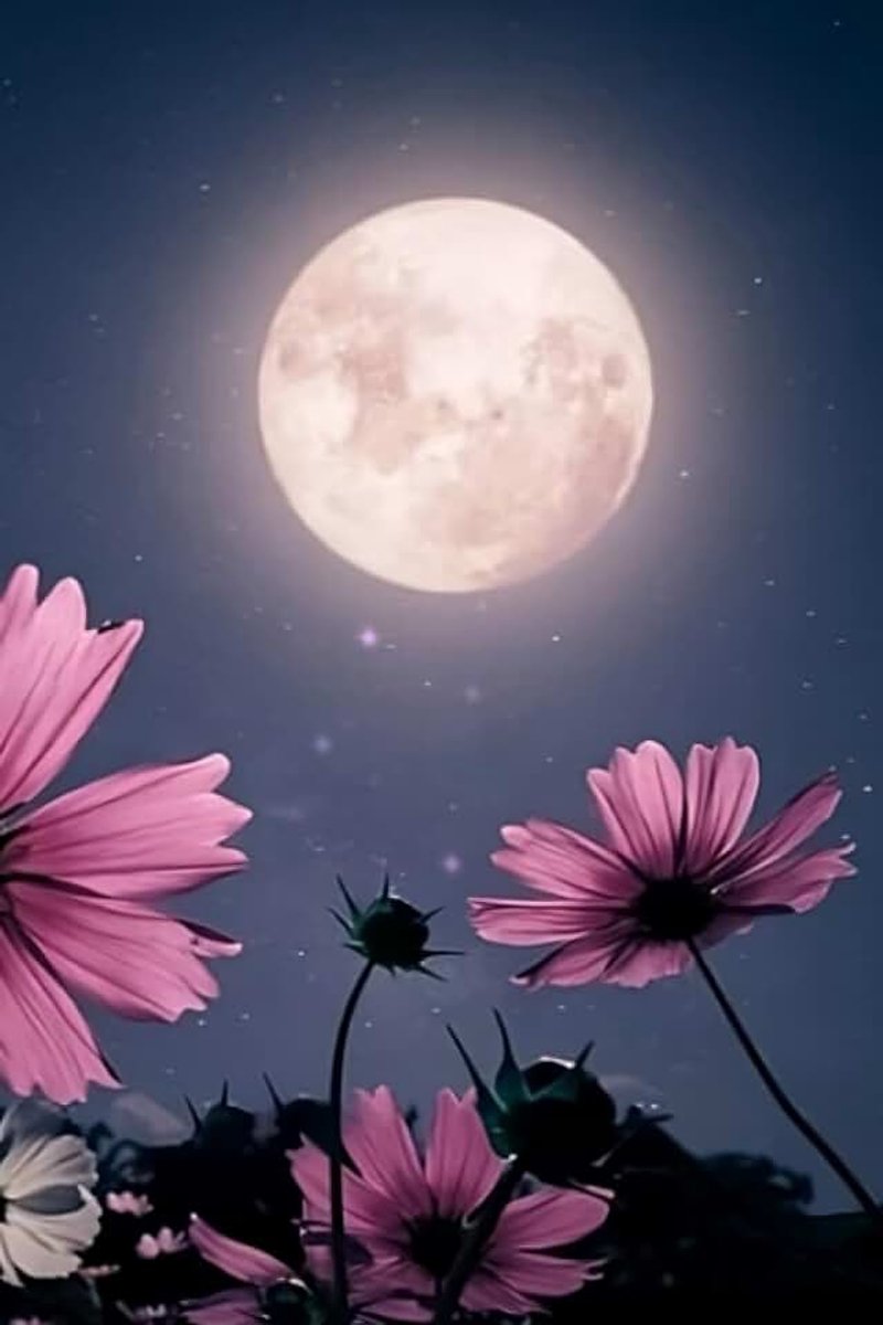 Moon Floral Journal