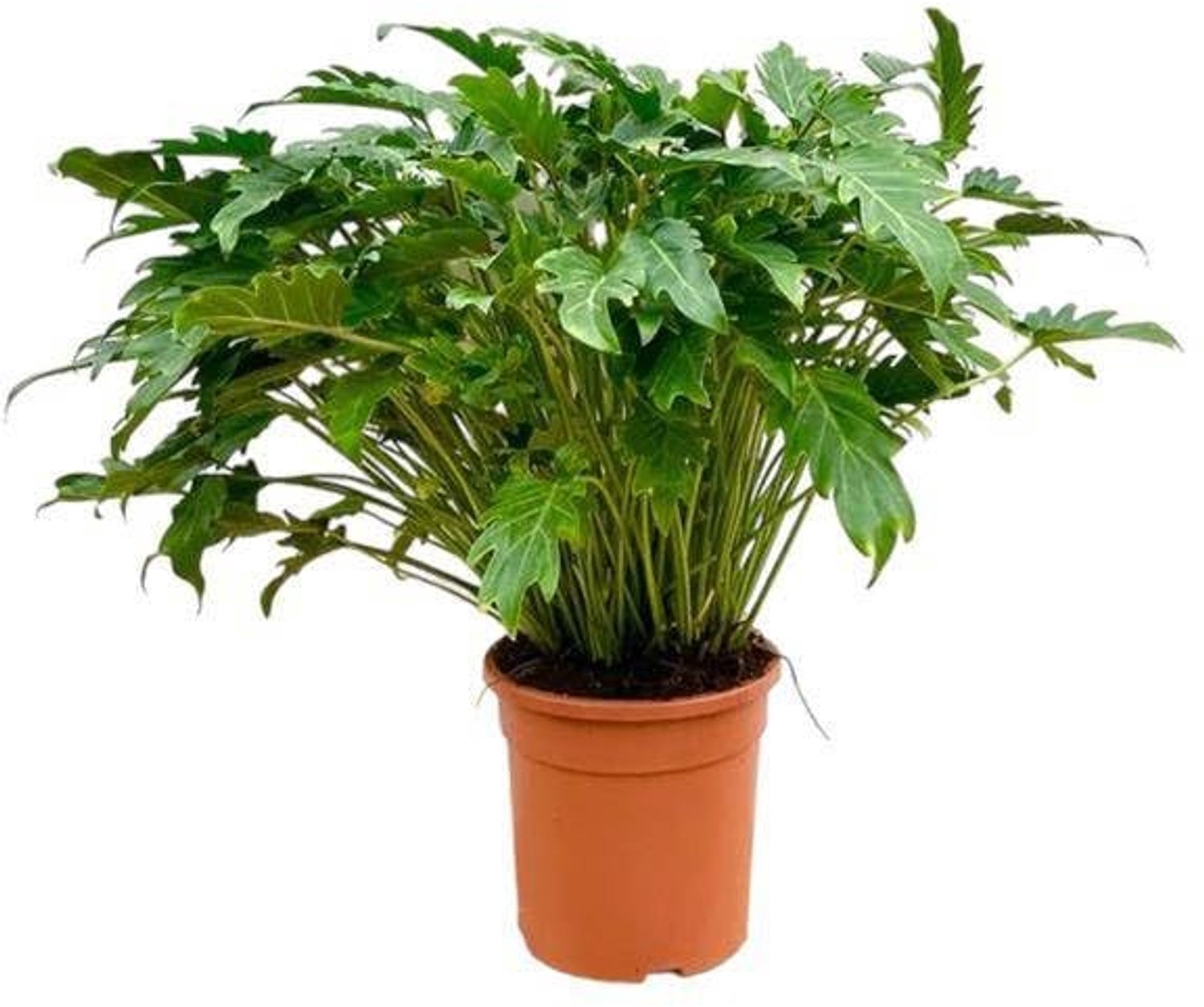 Philodendron Xanadu in Pot