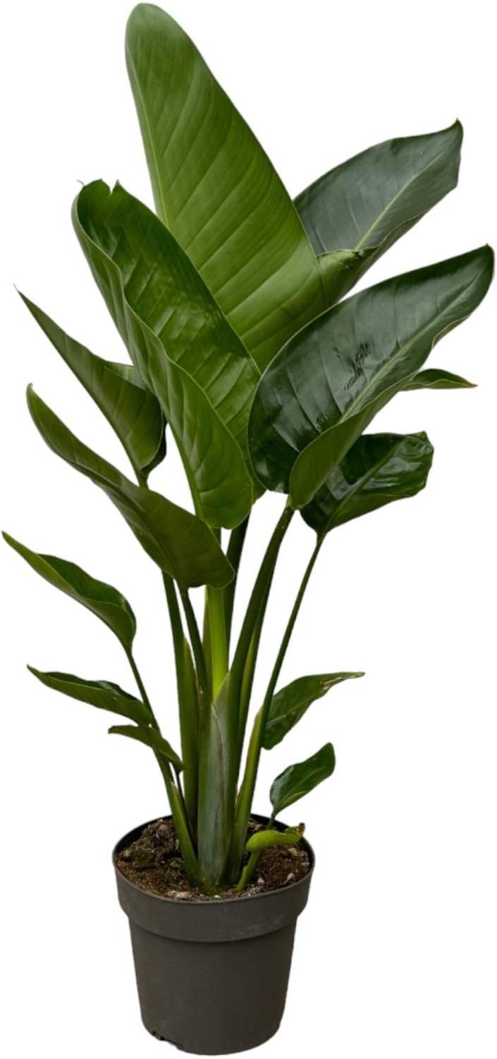 Strelitzia Nicolai - Vogel van het paradijs - Hoogte 80-100 cm