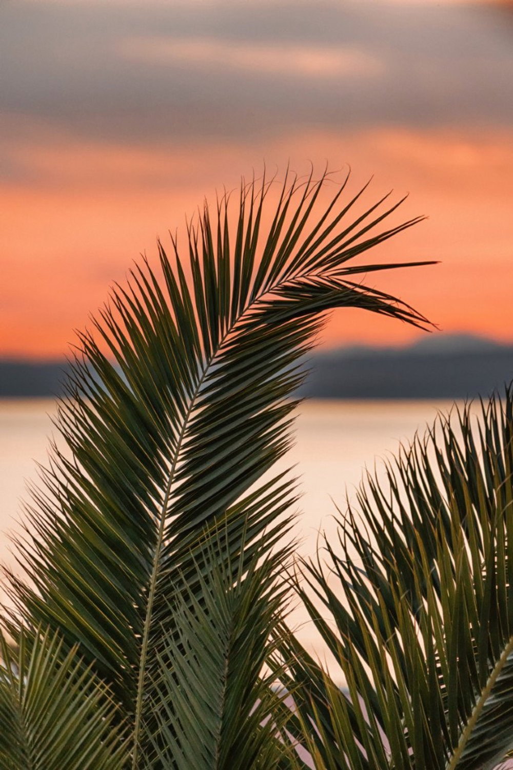Vgdesign Palmblad bij zonsondergang 50x70 cm tuinposter banner VGDesign onbekend