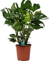Decorum Monstera Deliciosa - Gatenplant - Kamerplant - 70cm - Potmaat 24cm