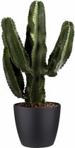 FloraExpert - Euphorbia - 80 Cm - Ø 25
