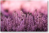 Lavendel in een lavendelveld - 90x60 Canvas Liggend - Natuur - Bloemen