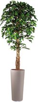 Kunstplant Ficus in Clou rond taupe H250 cm - HTT Decorations