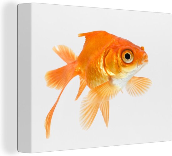 Poisson rouge sur toile fond blanc 2cm 40x30 cm - petit - Tirage photo sur toile (Décoration murale salon / chambre)
