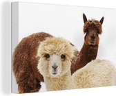 Peinture sur Toile Lama - Animal - Fourrure - 60x40 cm - Décoration murale