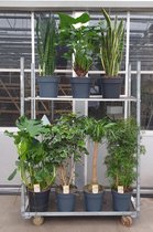 Kamerplanten van Botanicly – 5 × Vrouwentongen – Hoogte: 120 cm – Sansevieria Laurentii