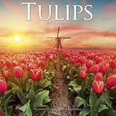 Tulips - Tulpen 2022