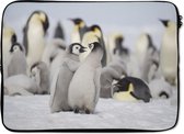 Housse ordinateur 13 pouces 34x24 cm - Animal friends - Housse Macbook & Laptop Pinquins in the snow - Housse ordinateur avec photo