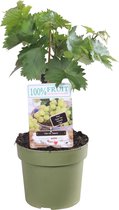 Fruitgewas van Botanicly – Wijnstok – Hoogte: 100 cm – Vitis vinifera Solaris