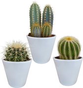 Cactus mix 8.5 cm in witte pot | 3 stuks