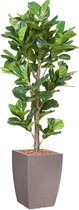 HTT - Kunstplant Ficus Lyrata in Genesis vierkant taupe H230 cm