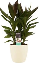 Hellogreen Kamerplant - Cordyline Glauca - 60 cm - Elho Brussels Soap