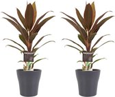 Hellogreen Kamerplant - Duo Cordyline Rumba - 40 cm - Anna Grey
