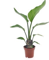 Kamerplant van Botanicly – Paradijsvogelbloem – Hoogte: 55 cm – Strelitzia Nicolai