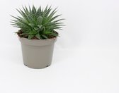 Kamerplant van Botanicly – Aloe Queen – Hoogte: 20 cm