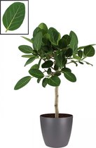 Mama's Planten - Ficus Benghalensis ‘Audrey’ In ELHO Brussels Round (antraciet) - Vers Van De Kweker - ↨ 90cm - ⌀ 22cm