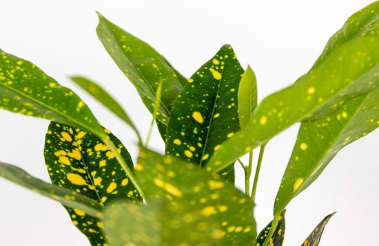 Codiaeum 'Zonnige ster' | Croton - Kamerplant in kwekerspot ⌀12 cm - ↕15-25 cm