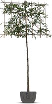 Leihaagbeuk | Carpinus betulus | leibeuk | Stamomtrek: 8-10 cm | Stamhoogte: 150 cm | Rek: 120 cm