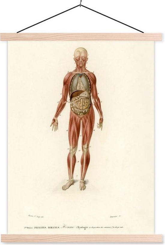 Affiche scolaire - Anatomie - Corps - Humain - 60x80 cm - Lattes vierges