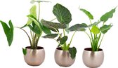 Kamerplanten van Botanicly – 3 × Olifantsoor in Rose gold metaal pot als set – Hoogte: 70 cm – Alocasia Zebrina