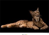 National Geographic Poster - Iberische Lynx - 50 X 70 Cm - Multicolor