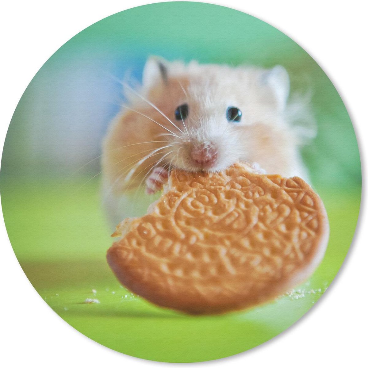 Muismat rond 40x40 cm - Mousepad Hamster met een half gegeten koekje - Ronde muismatten
