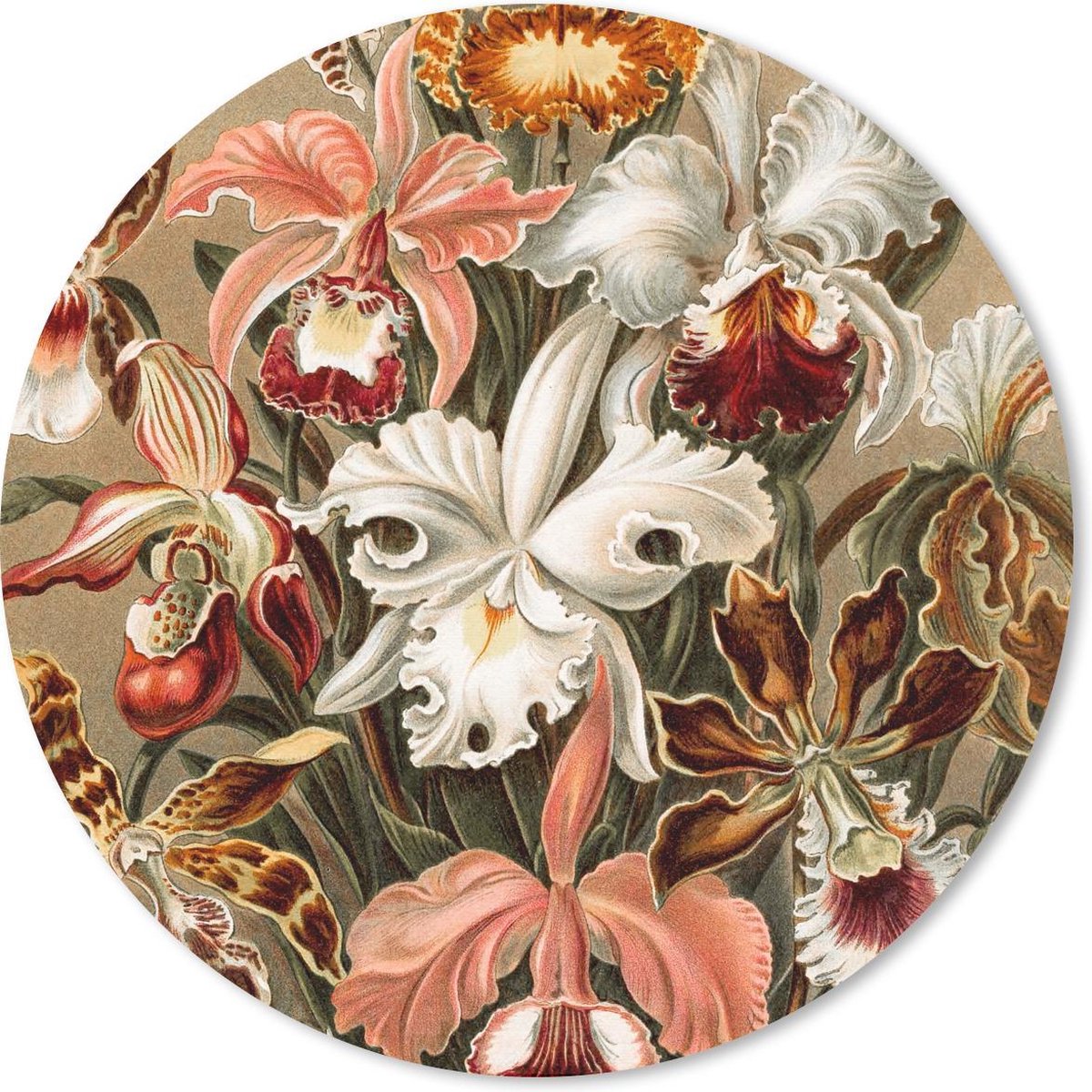 Muismat rond 50x50 cm - Mousepad Orchidee - Ernst Haeckel - Ronde muismatten