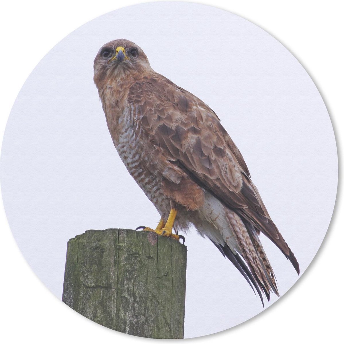 Muismat rond 50x50 cm - Mousepad Een buizerd kijkt het veld in vanaf een hoge paal in Engeland - Ronde muismatten