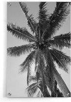 Walljar - Onderzicht Palmboom - Muurdecoratie - Plexiglas schilderij