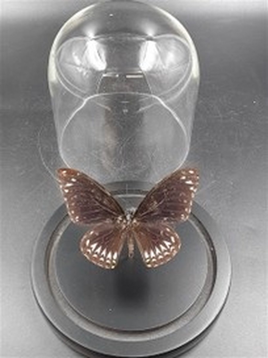 Stolp met Euploea Sp (1)