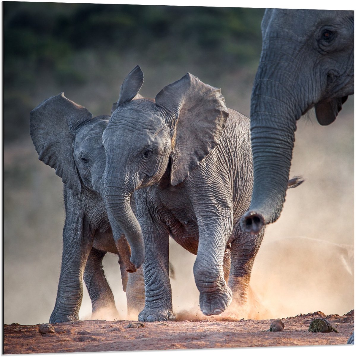 Dibond - Baby Olifantjes bij Moeder - 80x80cm Foto op Aluminium (Met Ophangsysteem)