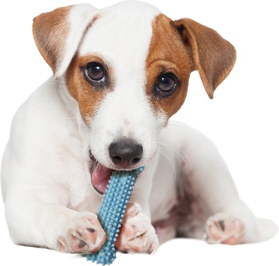 Jack Russell puppy kauwt op een blauwe Nylabone puppy chew