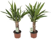 Yucca - 2 stuks - 40cm