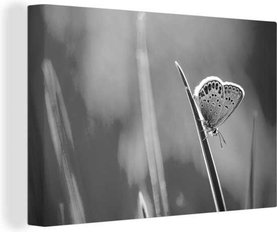 Tableau Toile Papillon sur brin d'herbe - noir blanc - 30x20 cm - Décoration murale